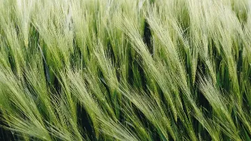 traitement de semences systiva sur orges